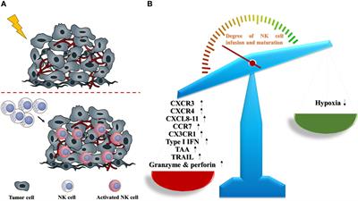 Combined use of NK cells and radiotherapy in the treatment of solid tumors